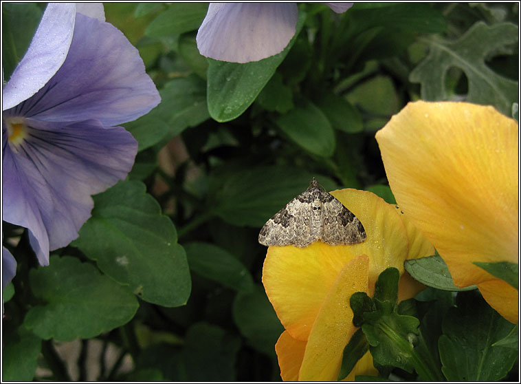 Garden Carpet, Xanthorhoe fluctuata