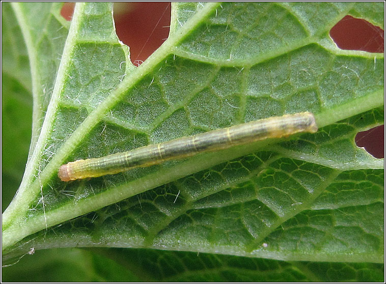 Garden Carpet, Xanthorhoe fluctuata