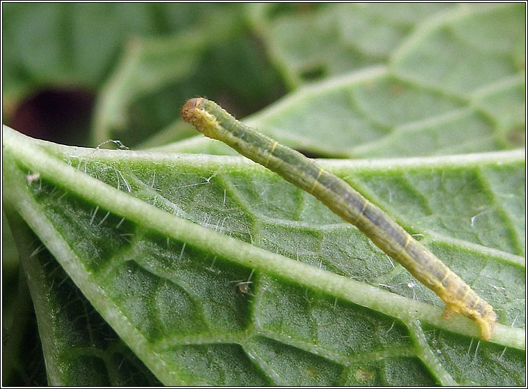 Garden Carpet, Xanthorhoe fluctuata