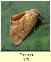 Festoon, Apoda limacodes