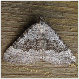 Chalk Carpet, Scotopteryx bipunctaria