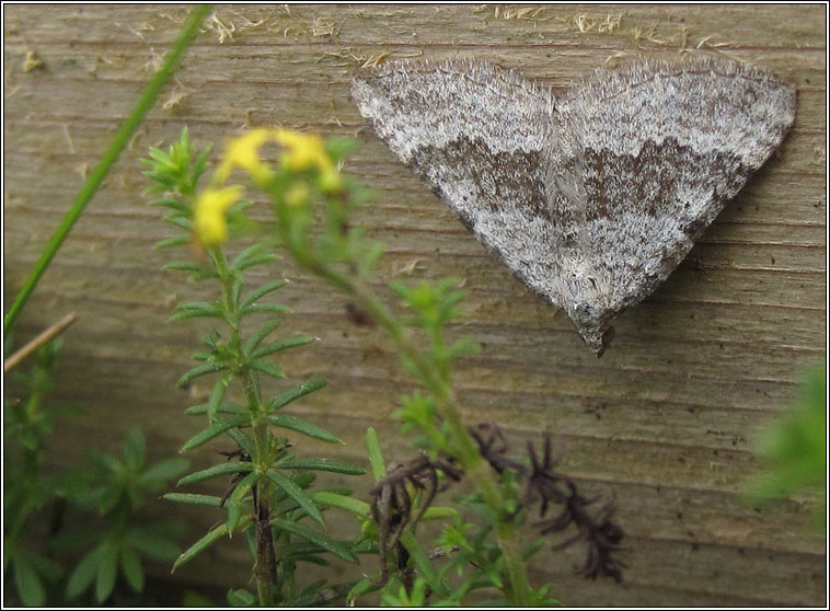 Chalk Carpet, Scotopteryx bipunctaria