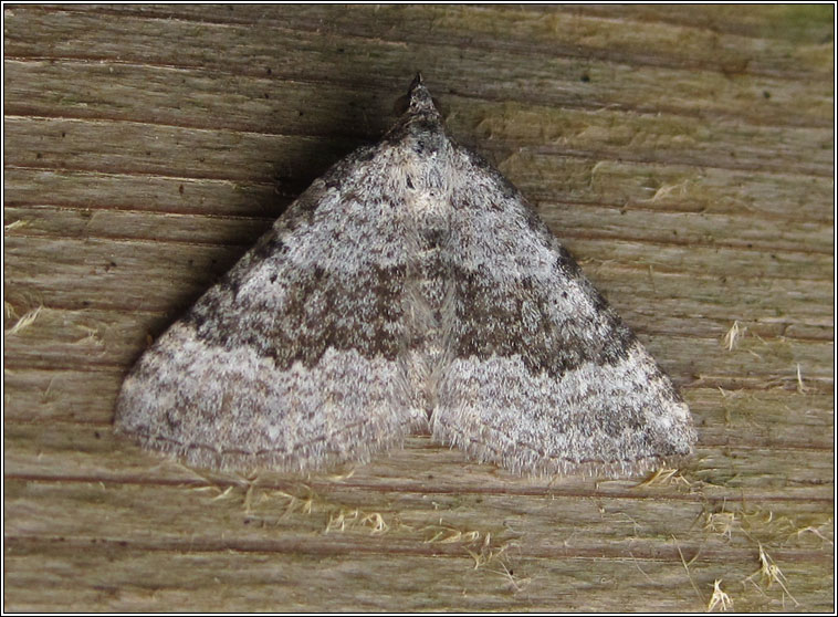 Chalk Carpet, Scotopteryx bipunctaria