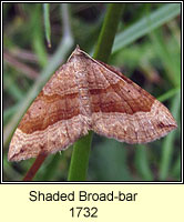 Shaded Broad-bar, Scotopteryx chenopodiata