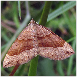 Shaded Broad-bar, Scotopteryx chenopodiata