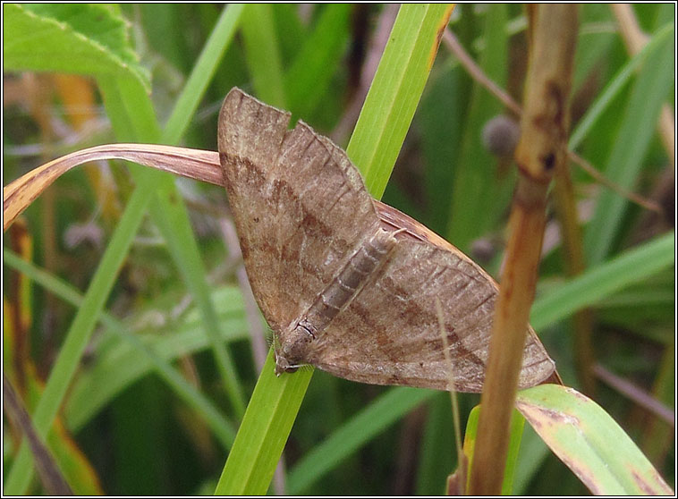 Shaded Broad-bar, Scotopteryx chenopodiata