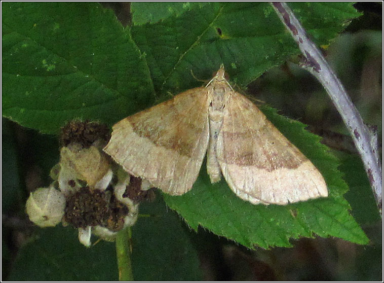 Shaded Broad-bar, Scotopteryx chenopodiata