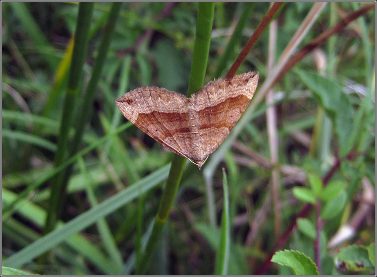 Shaded Broad-bar, Scotopteryx chenopodiata