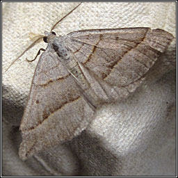 July Belle, Scotopteryx luridata