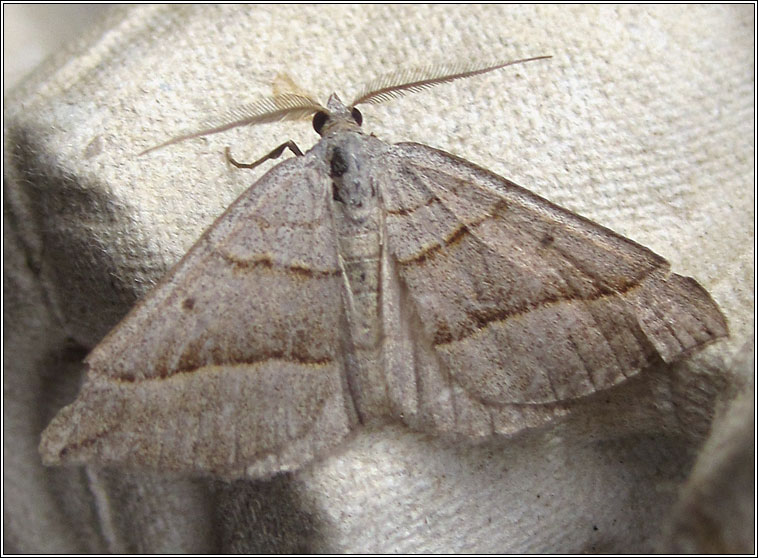 July Belle, Scotopteryx luridata