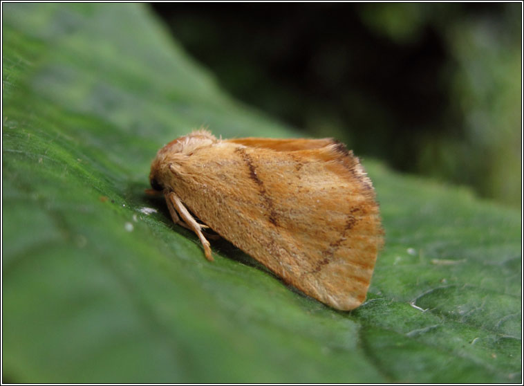 Festoon, Apoda limacodes