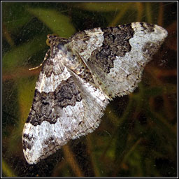 Galium Carpet, Epirrhoe galiata