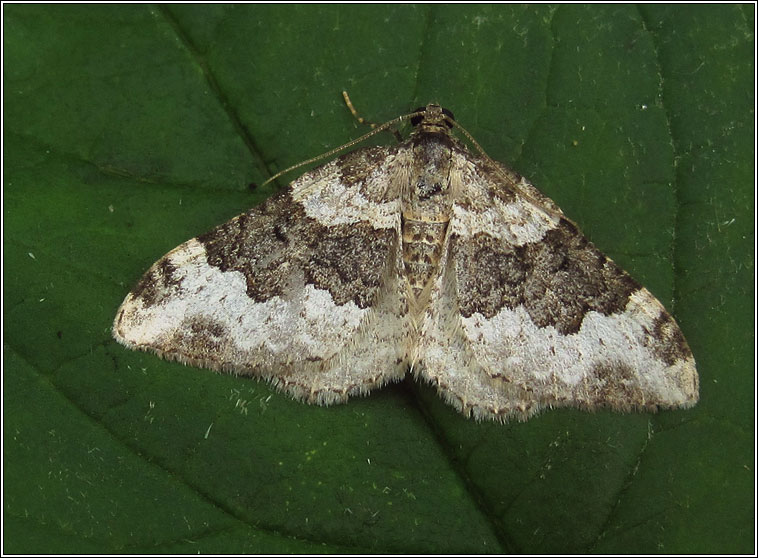 Galium Carpet, Epirrhoe galiata