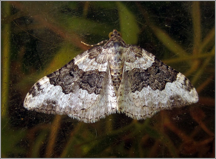 Galium Carpet, Epirrhoe galiata