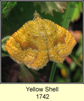 Yellow Shell, Camptogramma bilineata