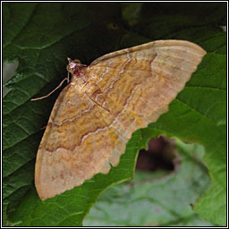 Yellow Shell, Camptogramma bilineata