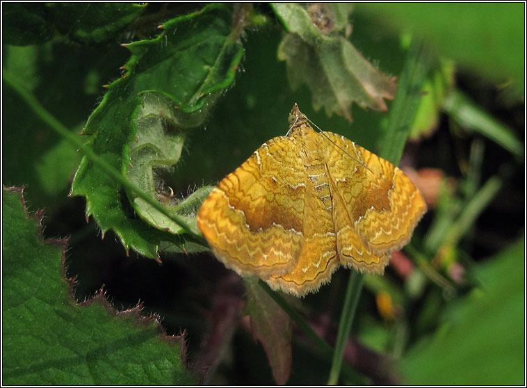 Yellow Shell, Camptogramma bilineata