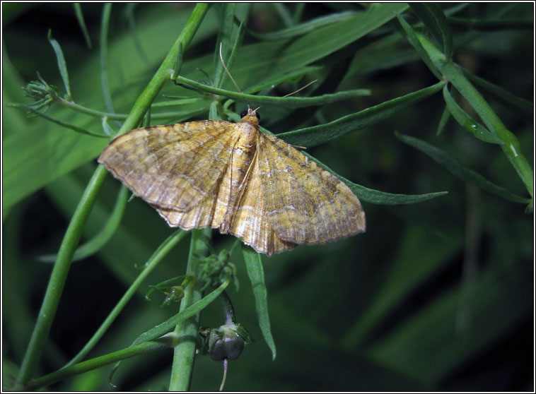 Yellow Shell, Camptogramma bilineata