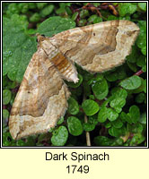 Dark Spinach, Pelurga comitata