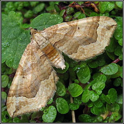 Dark Spinach, Pelurga comitata