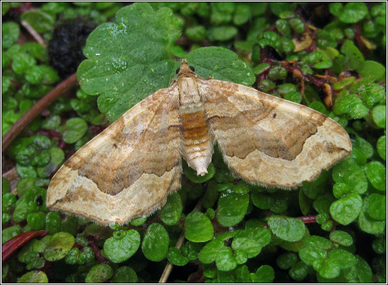 Dark Spinach, Pelurga comitata