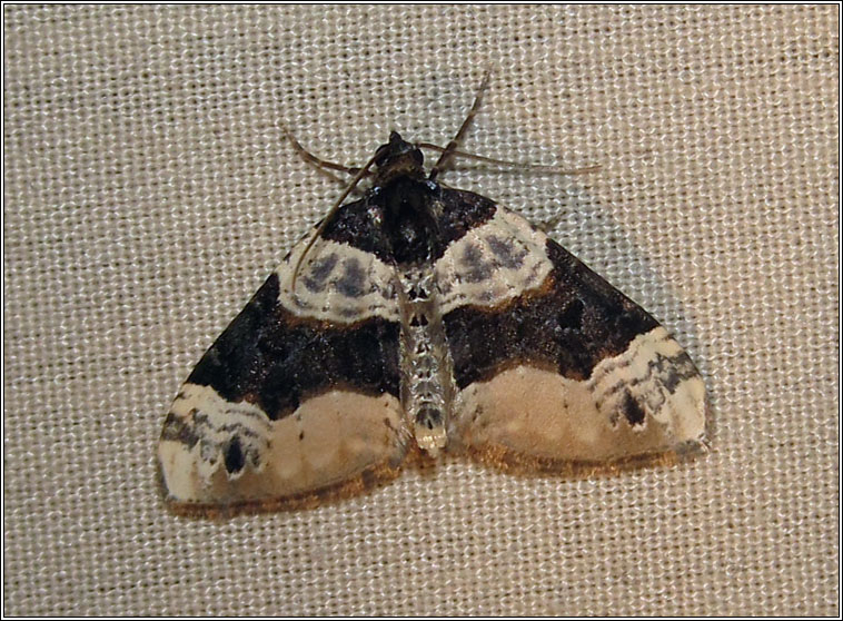 Purple Bar, Cosmorhoe ocellata