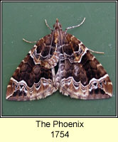 Phoenix, Eulithis prunata