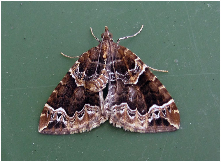 The Phoenix, Eulithis prunata