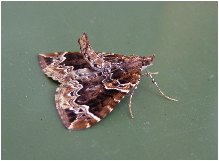 The Phoenix, Eulithis prunata