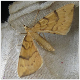 Barred Straw, Eulithis pyraliata