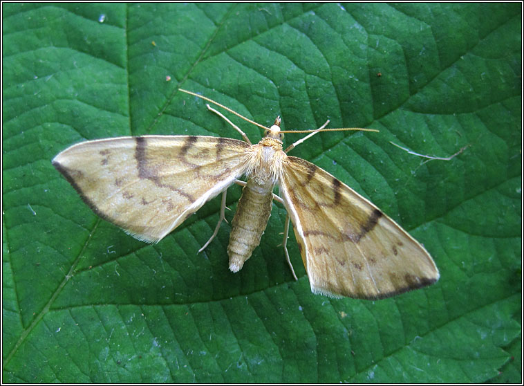 Barred Straw, Eulithis pyraliata