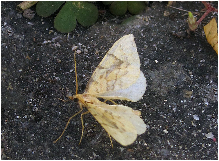 Barred Straw, Eulithis pyraliata