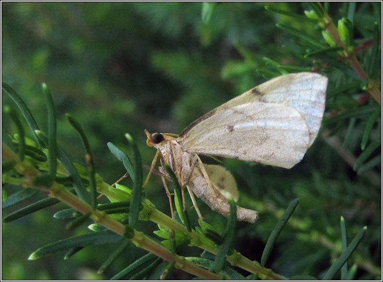 Barred Straw, Eulithis pyraliata