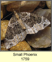 Small Phoenix, Ecliptopera silaceata