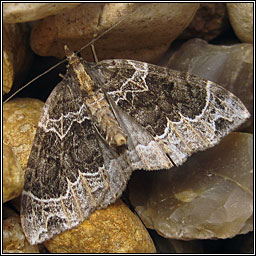 Small Phoenix, Ecliptopera silaceata