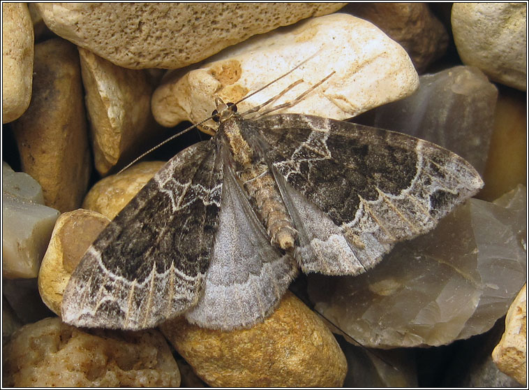 Small Phoenix, Ecliptopera silaceata