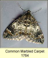 Common Marbled Carpet, Chloroclysta truncata