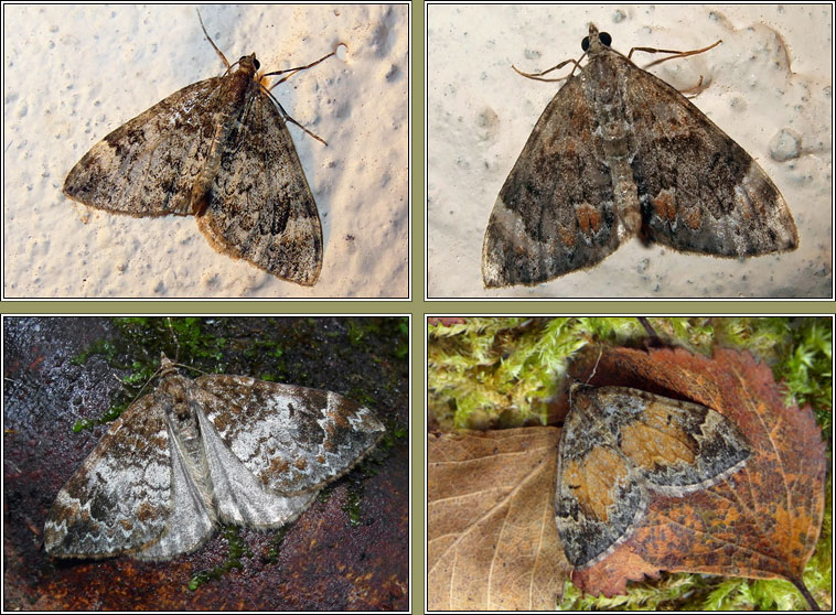 Common Marbled Carpet, Chloroclysta truncata