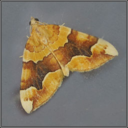 Barred Yellow, Cidaria fulvata