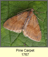 Pine Carpet, Thera firmata