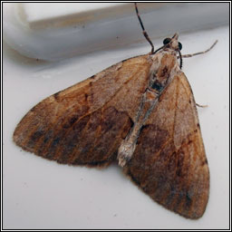 Pine Carpet, Thera firmata