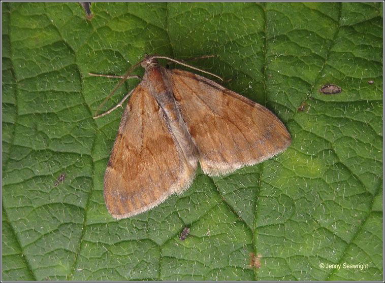 Pine Carpet, Thera firmata