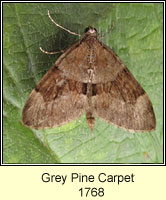 Grey Pine Carpet, Thera obeliscata