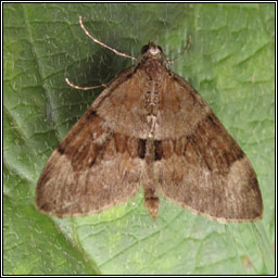 Grey Pine Carpet, Thera obeliscata