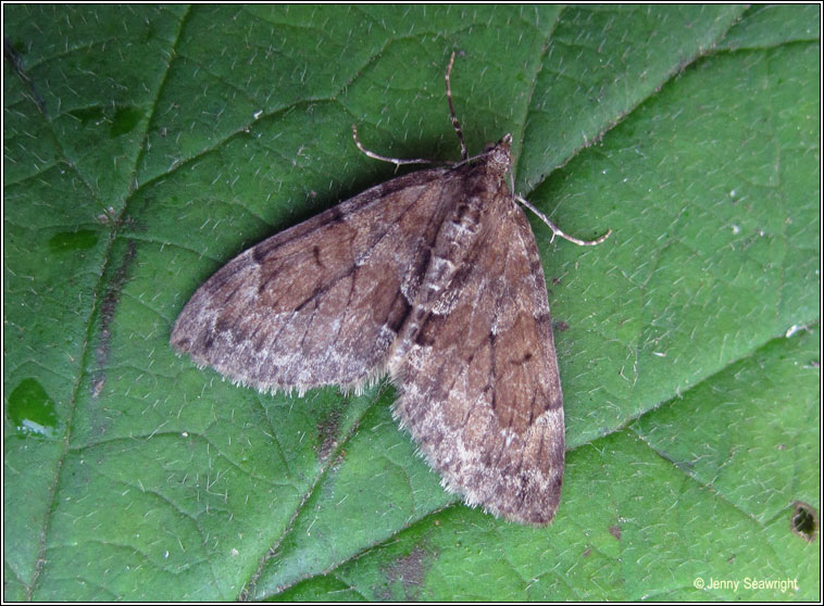 Grey Pine Carpet, Thera obeliscata