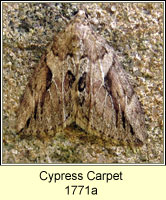 Cypress Carpet, Thera cupressata