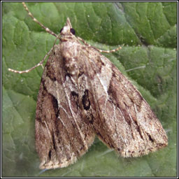 Cypress Carpet, Thera cupressata