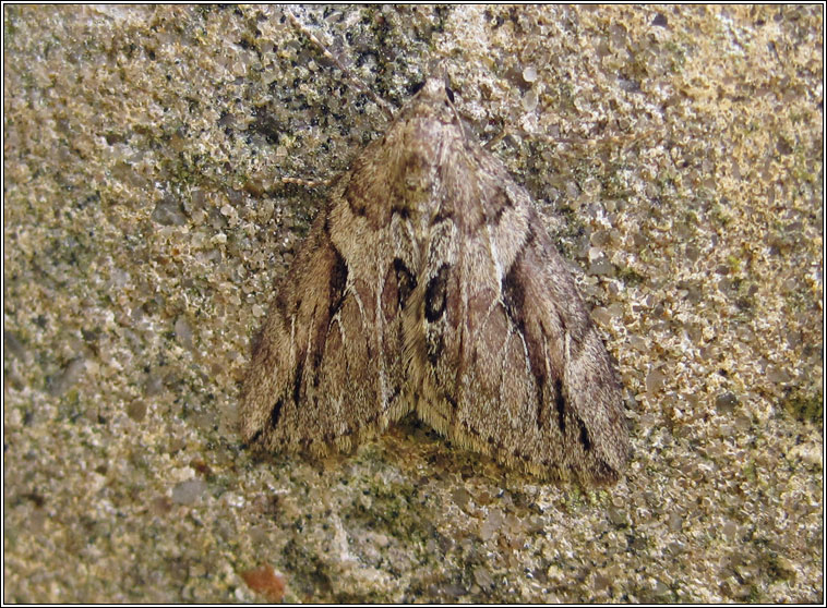 Cypress Carpet, Thera cupressata