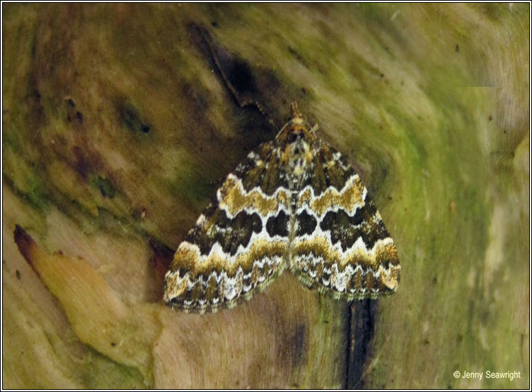 Broken-barred Carpet, Electrophaes corylata