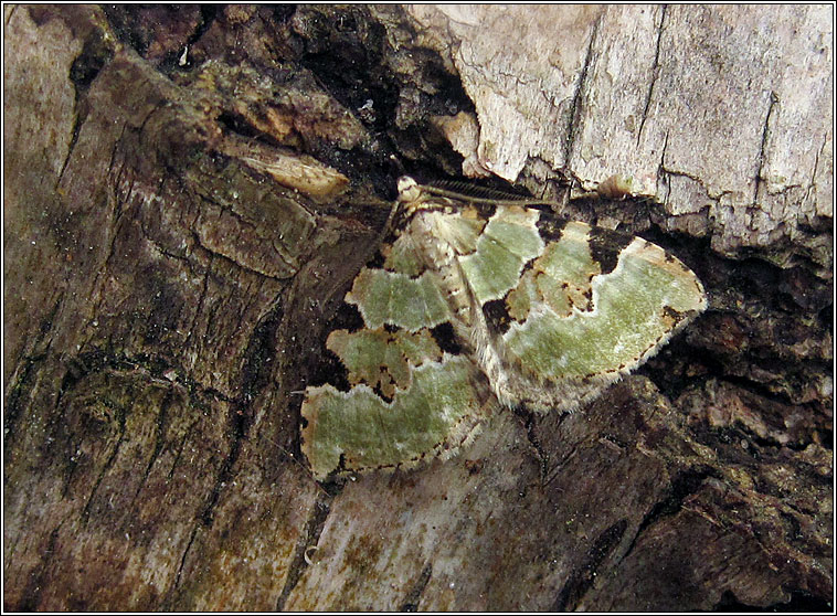 Green Carpet, Colostygia pectinataria